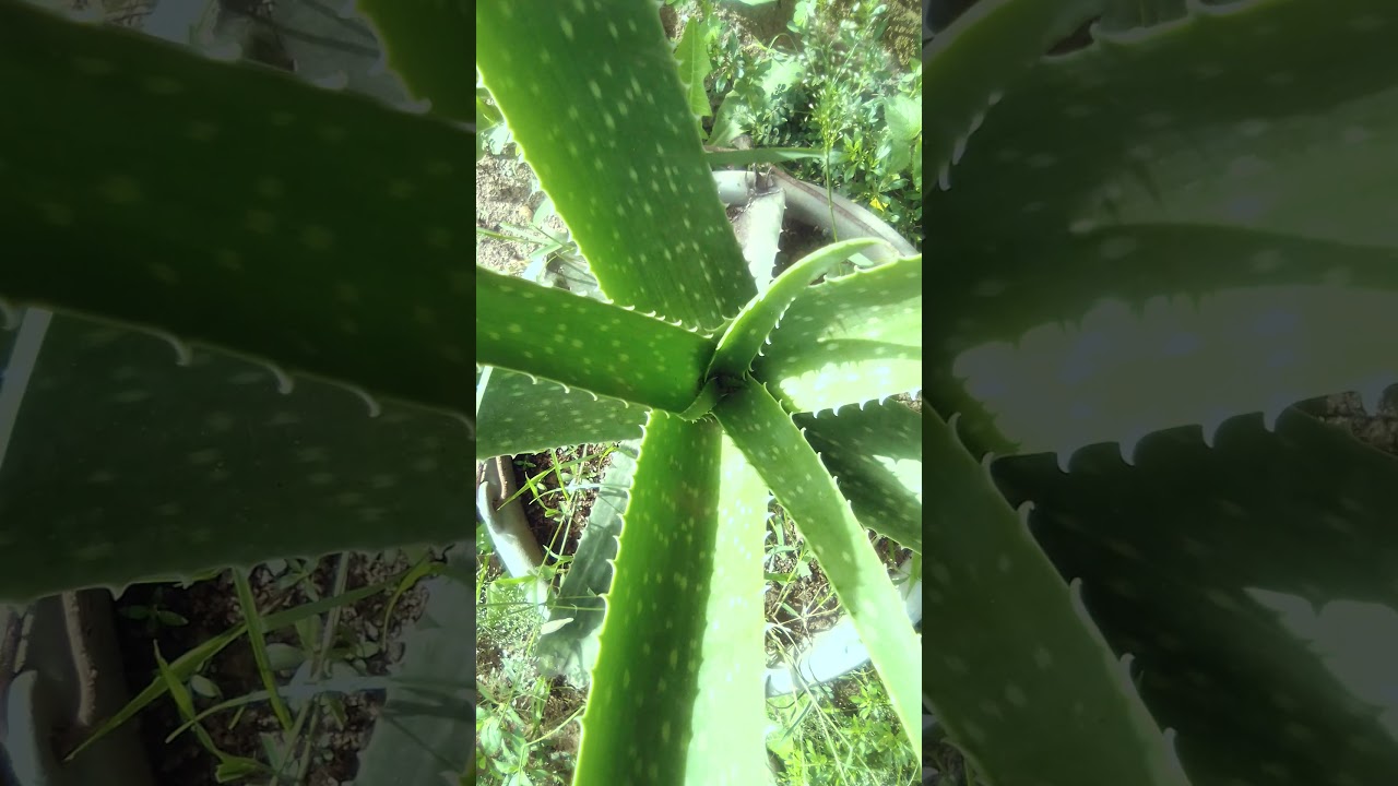 9-2-5 OMAT LINK TRADING HERBAL AND LEAF TRAINING CENTER (ALOVERA )  subs 2 no view more of our video