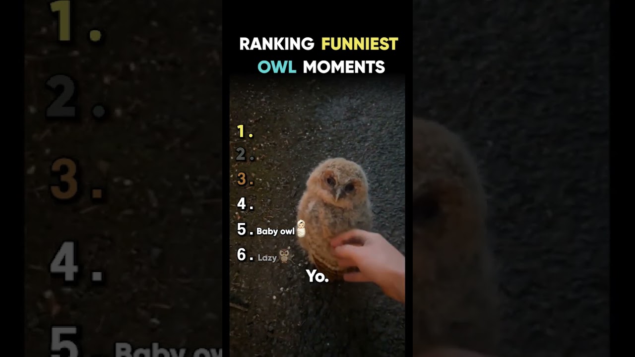 Cute owls Ranked Video edited by me