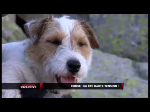 Image du reportage Corsica Natura - Enquête exclusive - M6 (Corsica Natura)