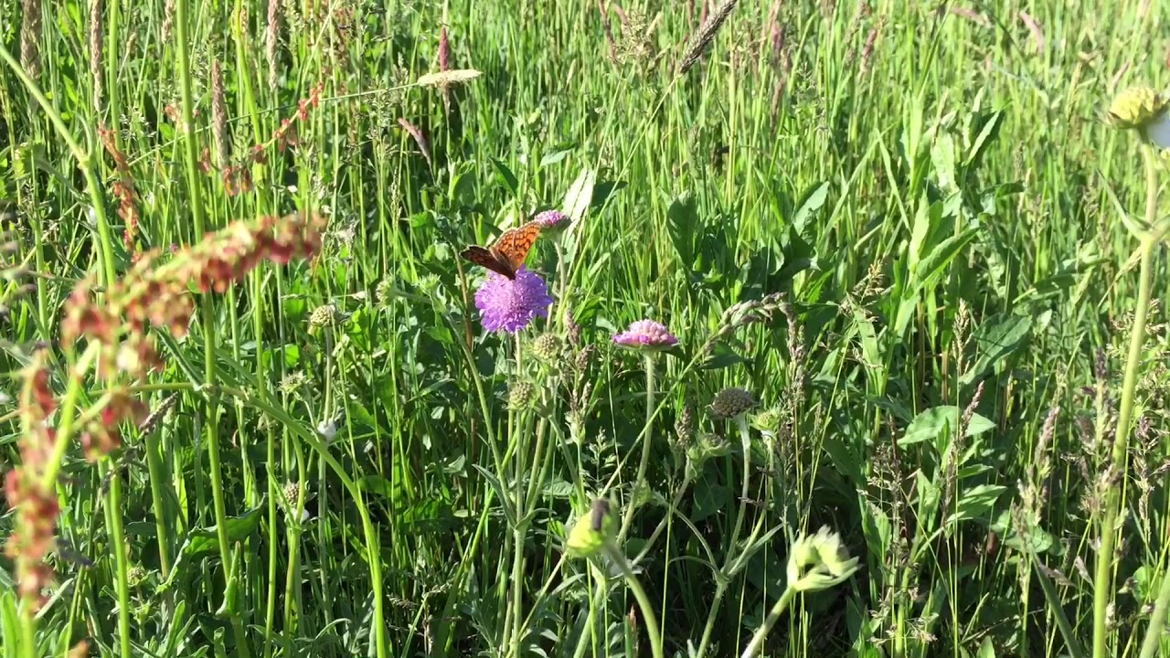 Kindergarten Paldau- Auf der Blumenwiese 🌼 - YouTube