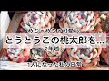 [多肉植物]この木箱の桃太郎^_^全部抜くわよ〜^_^1人になった私の戯言