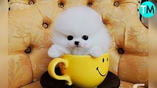 The 10 Smallest Dog Breeds in the World