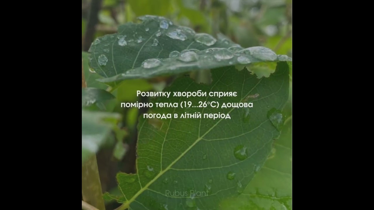 Clasterosporium carpophilum 