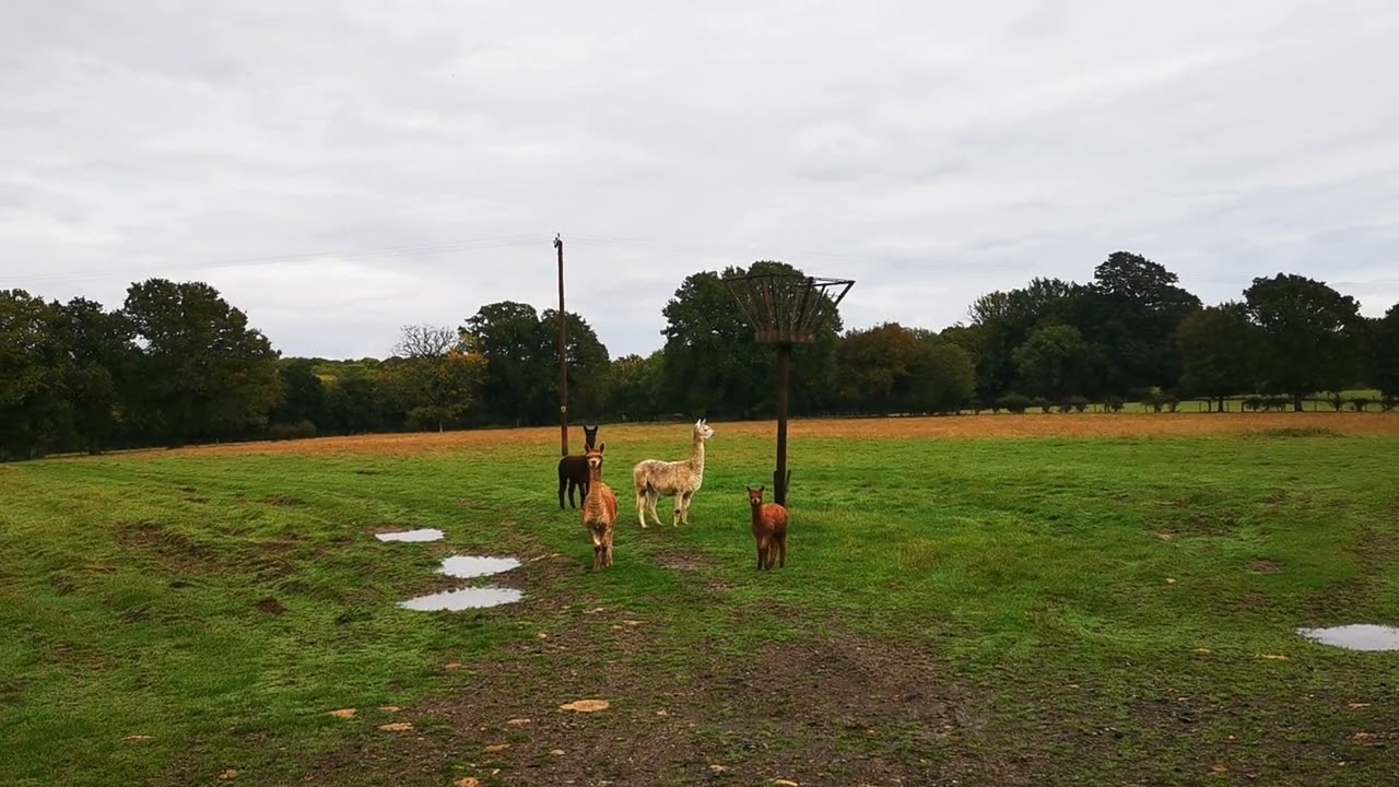 alpacas do the domino o o os.......
