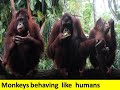 monkey behaving like  humans | monkey  character like  humans | funniest monkeys videos hd