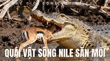 Kẻ Cai Trị Dòng Sông Nile: 12 Tháng Phục Kích Chỉ Cho Một Bữa Ăn