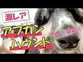 【激レア】超大型犬・アフガンハウンドのパピーは意外な性格だった!