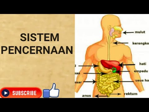 Sistem Pencernaan (Digesti)