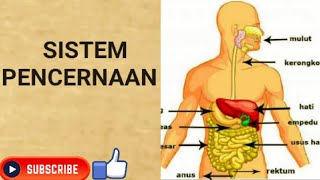 Sistem Pencernaan (Digesti)