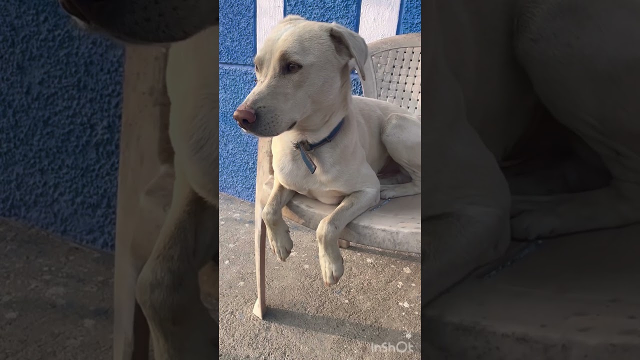 Dogs are pure chaos & love 🐾🤍