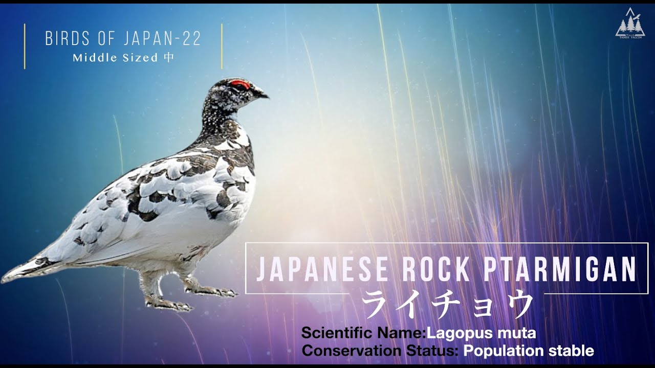 Birds Of Japan 22:Japanese Rock Ptarmigans (Lagopus muta japonica