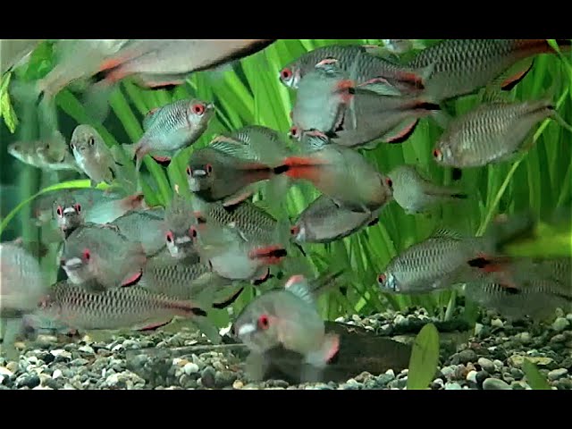 タイワンタナゴ Tanakia himantegus - YouTube