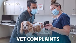 Vet complaint process in UK often ‘stacked against pet owners’ | ITV News