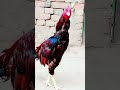 lakha aseel beautiful bird|#aseelmurga #beautifulbirds #yuotubeshorts #adaseel