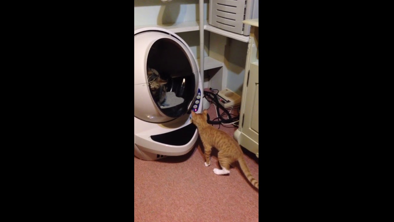 Litter Robot... Best purchase I ever made. YouTube
