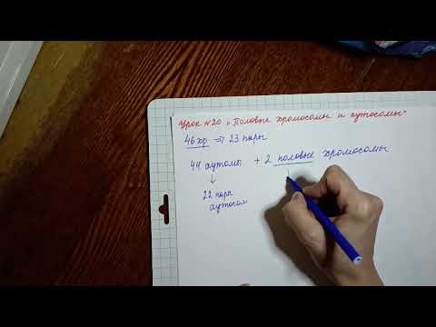 Урок 20 "Половые хромосомы и аутосомы"