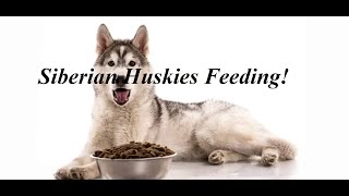 Finland/Rovaniemi  Siberian Husky Dog Feeding Part 19