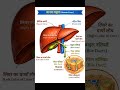 #HumanLiver #shortvideo  #MedicalShorts #Anatomy short #YTShorts #ViralShorts#trending  #HumanOrgan