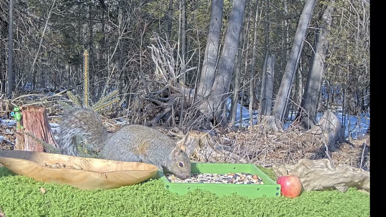 Koda Approved 🐾 Sunny Snow Buffet | Ginger & Hans – 19 Min Pet TV