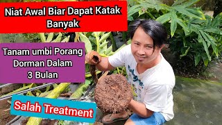 Download Lagu Tanam Umbi Porang Umur 3 Bulan Sudah Dorman MP3