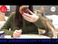 funny cats lets we laugh together last