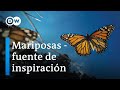 ¿Qué podemos aprender de las mariposas? | DW Documental