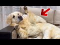 Golden Retriever Attacked by Kitten [TRY NOT TO LAUGH or GRIN]