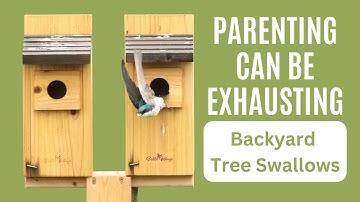 A pair of Tree Swallows work hard to raise their fledglings