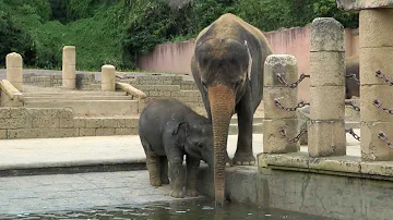 Wie viel Wasser kann ein Elefant in 5 Minuten trinken?