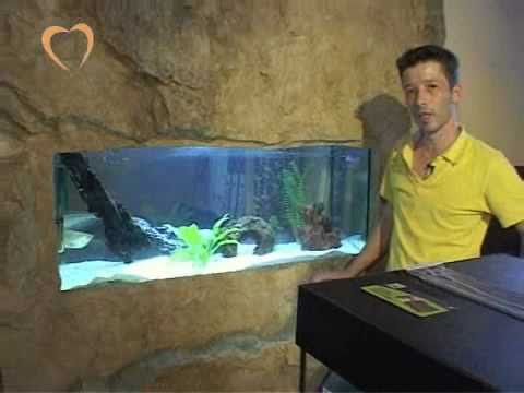 וִידֵאוֹ: דגי אקווריום והטיפול בהם
