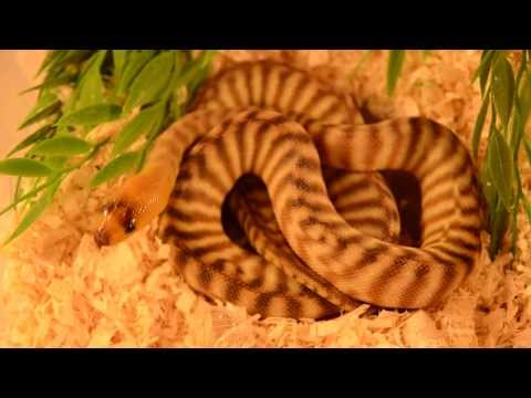 Little curious Woma
