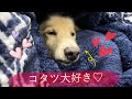 コタツが大好きなワンちゃん【うちのワンコ】