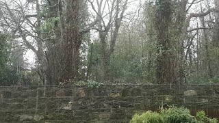 Snowing In Dublin, Ireland