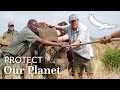 Protect our Planet | Conservation Collaborations | Moving rhinos from Phinda to Rwanda