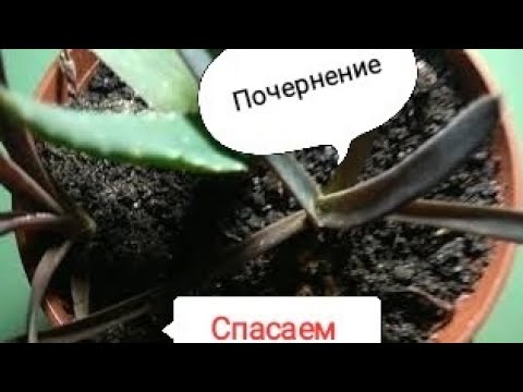 почернели листья алоэ Вера почему что делать?