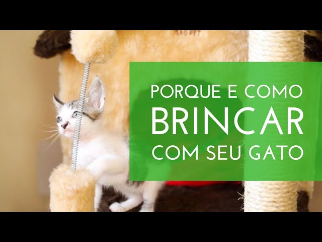 Quem disse que gatos também não gostam de brincar de sinuca? - Purebreak