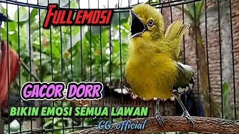 SIRTU/CIPOH GACOR memanggil betina,ampuh untuk memancing emosi#sirtugacor@cipowgacorofficial7418