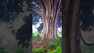 🌳 like umbrella #nature #ethiopianbeauty #batu #ethiopia #ethiopian