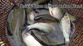 Proses Panen Ikan Nilem Umur 6 Bulankolam Tanah Pakan Alami.