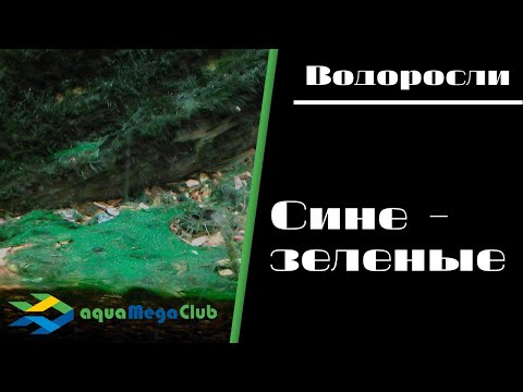 Сине-зеленые водоросли в аквариуме - как бороться?