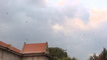 Swiftlet sound : King of kings EH3 review