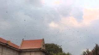 Download Lagu Swiftlet sound : King of kings EH3 review MP3