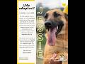 ¡JESSIE NECESITA UN HOGAR! 🐾