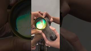 How To Take Pictures Inside Eyes With An EyePhone 👀😷  #goodtoknow #vet #medicine #educational #diy