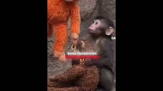 Remember Punch He’s Not Alone Anymore 🥺🐒💕