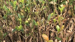 Pflegeanleitung Buchstriebsterben - Braune Triebe Am Buchsbaum