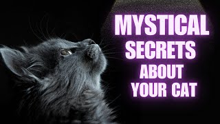 Unlocking the MYSTICAL SECRETS of Cats