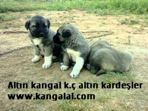 Kangal iti balaları- çoban iti Azerbaycan