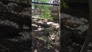 I Visited Our Favorite Animal Exhibit at Zoo America
They might not have been swimming today but seeing the river otters at Zoo America at Hersheypark always puts a smile on our faces.
Remember to Like and Subscribe if you enjoy our Amusement Park & Roller Coaster content.
Daily Content which includes both full length videos, reviews, tours, and shorts. We have 40 parks on our schedule for 2025 so make sure you subscribe so you dont miss a video.
Also check out the 125 Roller Coaster Challenge - Trimmed & Stapled Podcast on Spotify, Apple Podcasts and wherever you get your podcasts.
Like & Follow Us on all your Social Media Platforms :
YouTube : https://www.youtube.com/@125RollerCoaster?sub_confirmation=1
Instagram - https://www.instagram.com/125rollercoaster/
Facebook - https://www.facebook.com/125rollercoaster/
TikTok - https://www.tiktok.com/@125rollercoaster
X - https://x.com/125rollercoast
Threads - https://www.threads.net/@125rollercoaster
Thank you for watching and Join Us as We Ride to 125.
Shorts - 2026
Join this channel to get access to perks:
https://www.youtube.com/channel/UCrGLSCFZhFRqSdZWbNA7eBA/join I Visited Our Favorite Animal Exhibit at Zoo America