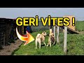 ERKEK KANGALLARIMIZ DÖVÜŞTÜ SONUÇ BENİ ÇOK ŞAŞIRTTI ! - CONİDEN BUNU BEKLEMEZDİM !